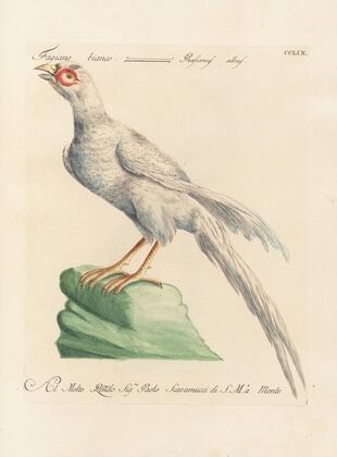 Ornithologia methodice digesta Pl.241