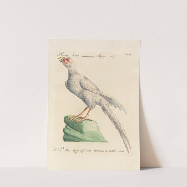 Ornithologia methodice digesta Pl.241 by Saverio Manetti