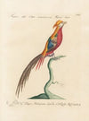 Ornithologia methodice digesta Pl.242