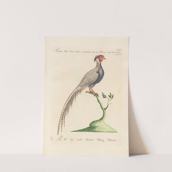 Ornithologia methodice digesta Pl.243 by Saverio Manetti