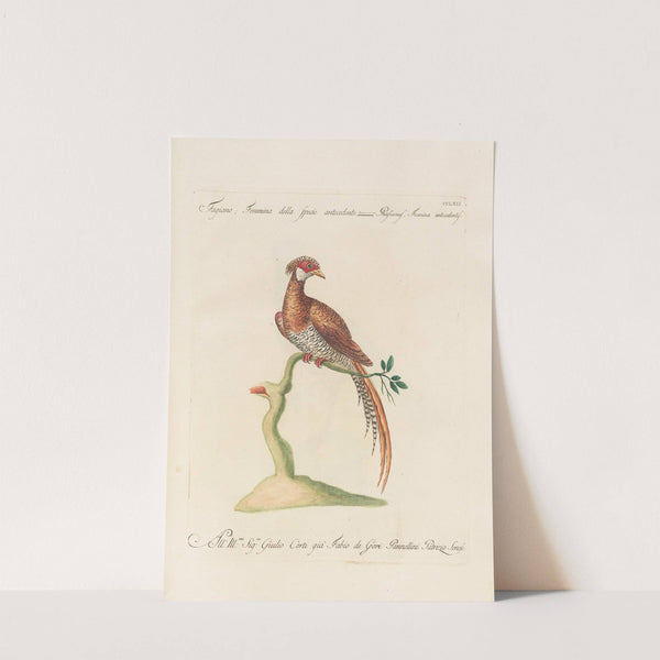 Ornithologia methodice digesta Pl.244 by Saverio Manetti