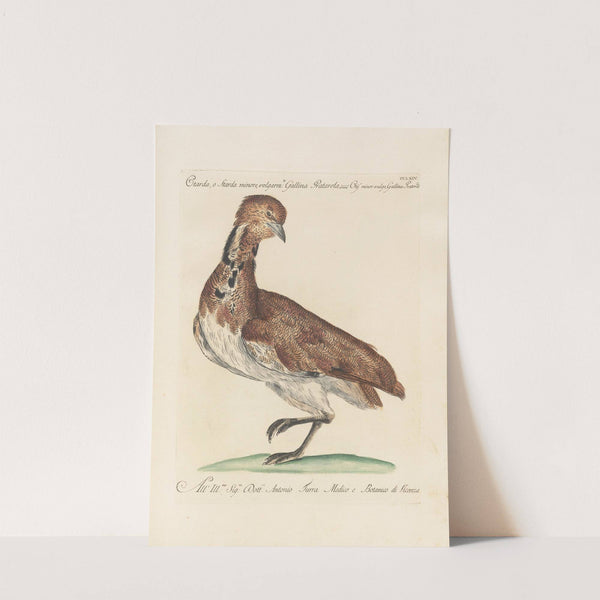 Ornithologia methodice digesta Pl.246 by Saverio Manetti