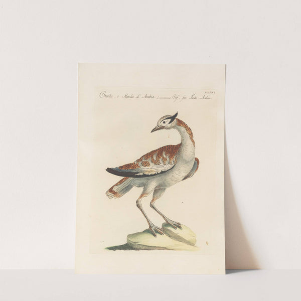 Ornithologia methodice digesta Pl.248 by Saverio Manetti