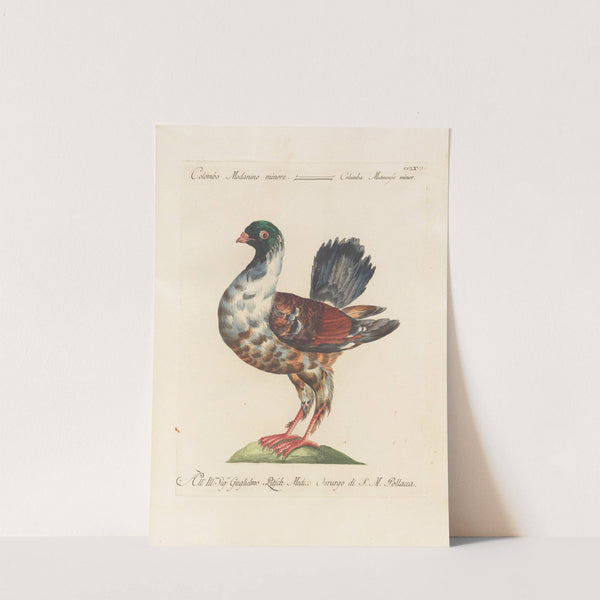 Ornithologia methodice digesta Pl.249 by Saverio Manetti