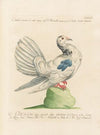 Ornithologia methodice digesta Pl.250