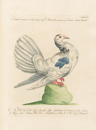 Ornithologia methodice digesta Pl.250
