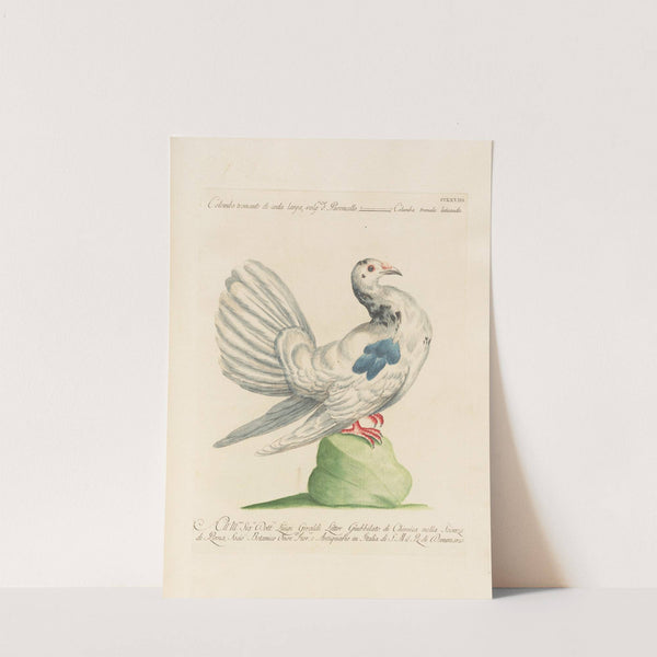 Ornithologia methodice digesta Pl.250 by Saverio Manetti