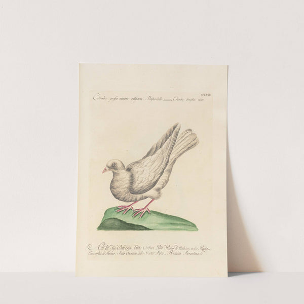 Ornithologia methodice digesta Pl.251 by Saverio Manetti