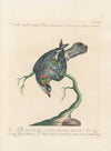 Ornithologia methodice digesta Pl.252