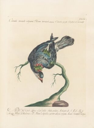 Ornithologia methodice digesta Pl.252