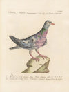 Ornithologia methodice digesta Pl.253