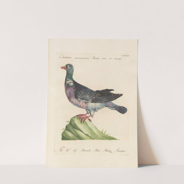 Ornithologia methodice digesta Pl.254 by Saverio Manetti