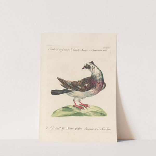 Ornithologia methodice digesta Pl.255 by Saverio Manetti