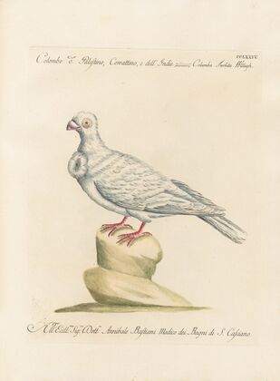 Ornithologia methodice digesta Pl.256