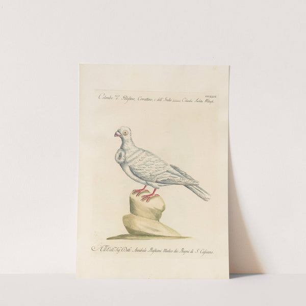 Ornithologia methodice digesta Pl.256 by Saverio Manetti