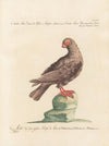 Ornithologia methodice digesta Pl.257