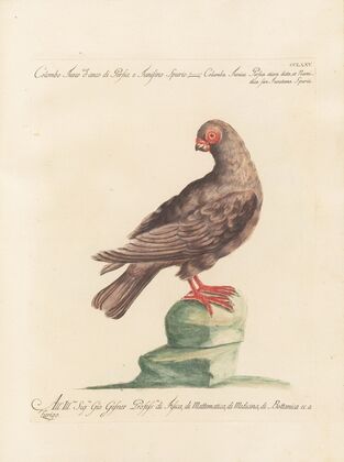 Ornithologia methodice digesta Pl.257