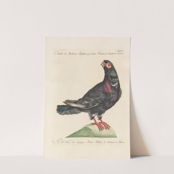 Ornithologia methodice digesta Pl.258 by Saverio Manetti