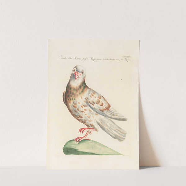 Ornithologia methodice digesta Pl.260 by Saverio Manetti