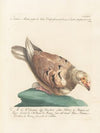 Ornithologia methodice digesta Pl.261