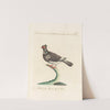 Ornithologia methodice digesta Pl.262 by Saverio Manetti