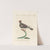 Ornithologia methodice digesta Pl.262 by Saverio Manetti