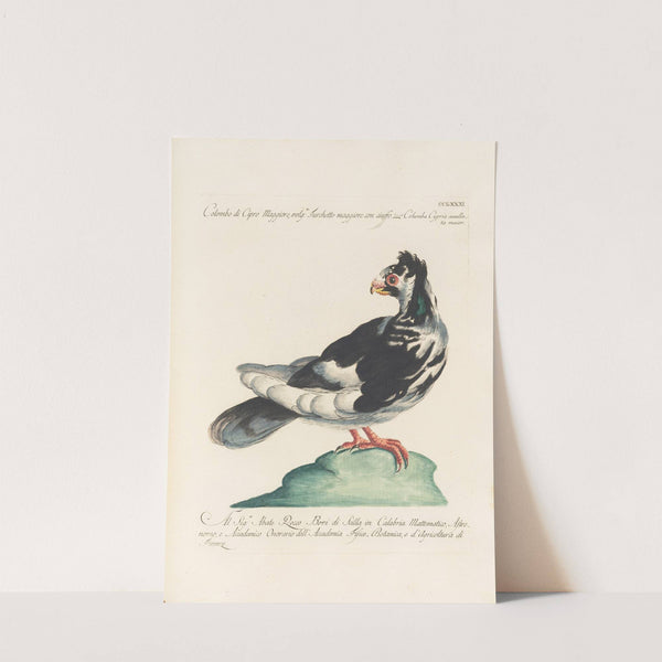 Ornithologia methodice digesta Pl.263 by Saverio Manetti