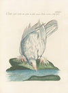 Ornithologia methodice digesta Pl.264