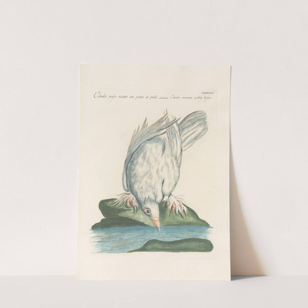 Ornithologia methodice digesta Pl.264 by Saverio Manetti