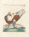Ornithologia methodice digesta Pl.265
