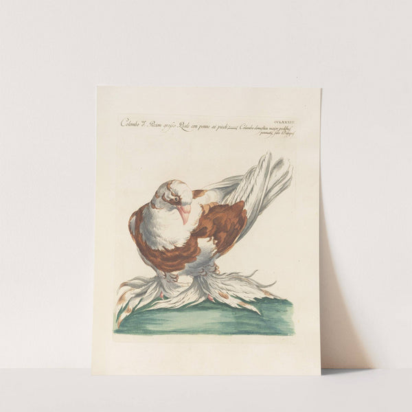 Ornithologia methodice digesta Pl.265 by Saverio Manetti