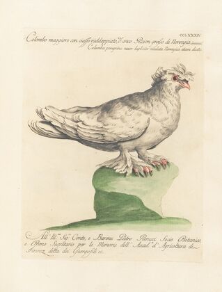 Ornithologia methodice digesta Pl.266