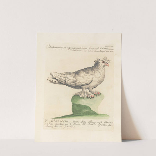 Ornithologia methodice digesta Pl.266 by Saverio Manetti