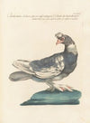 Ornithologia methodice digesta Pl.267