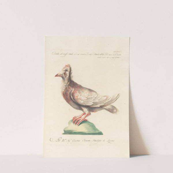 Ornithologia methodice digesta Pl.268 by Saverio Manetti