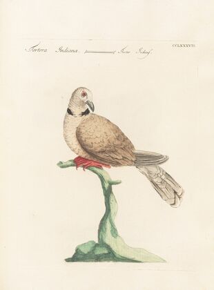 Ornithologia methodice digesta Pl.269