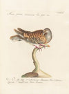 Ornithologia methodice digesta Pl.270
