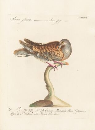 Ornithologia methodice digesta Pl.270
