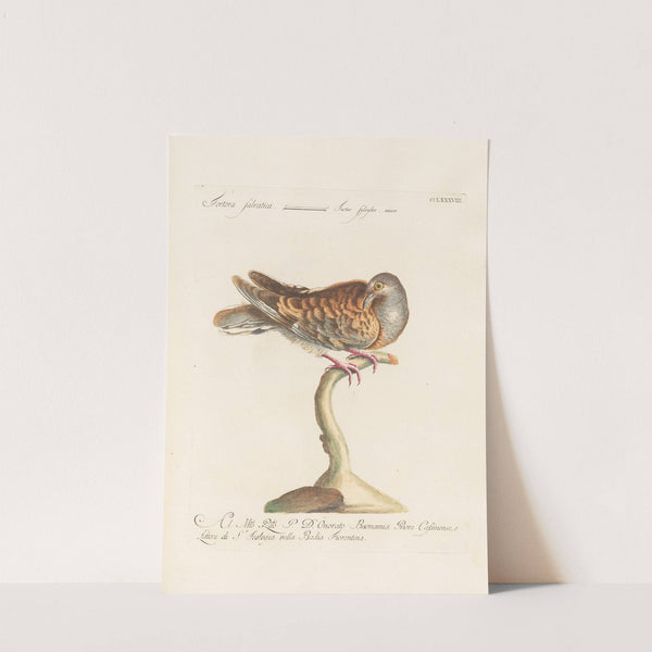 Ornithologia methodice digesta Pl.270 by Saverio Manetti