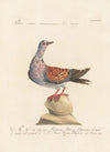 Ornithologia methodice digesta Pl.271