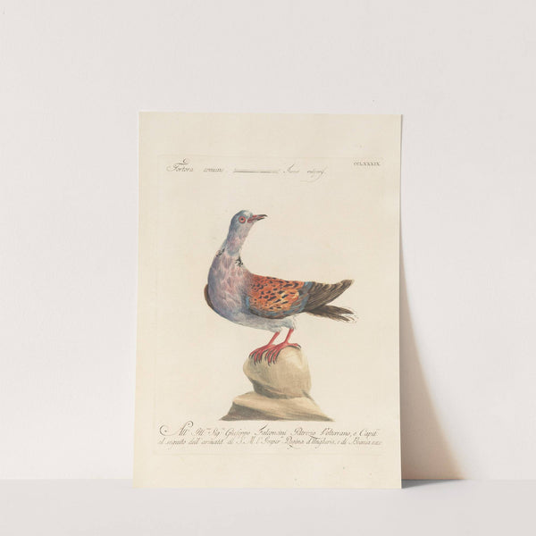 Ornithologia methodice digesta Pl.271 by Saverio Manetti