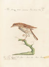 Ornithologia methodice digesta Pl.273