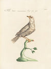 Ornithologia methodice digesta Pl.274
