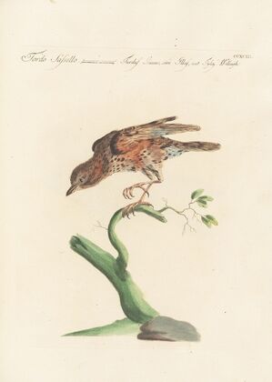 Ornithologia methodice digesta Pl.275