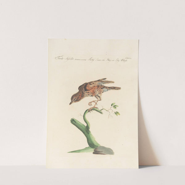 Ornithologia methodice digesta Pl.275 by Saverio Manetti