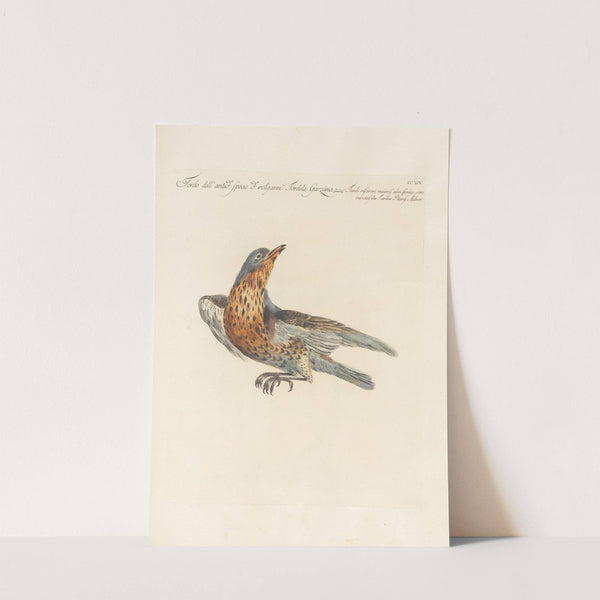 Ornithologia methodice digesta Pl.277 by Saverio Manetti