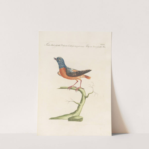 Ornithologia methodice digesta Pl.278 by Saverio Manetti