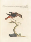 Ornithologia methodice digesta Pl.279