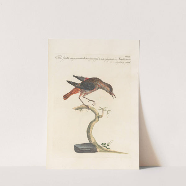 Ornithologia methodice digesta Pl.279 by Saverio Manetti