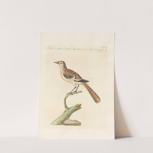 Ornithologia methodice digesta Pl.280 by Saverio Manetti